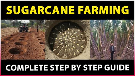 sugarfar|SUGARCANE FARMING: Complete Guide On。